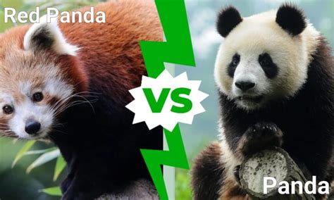 Red Panda vs Panda: 5 Key Differences - IMP WORLD