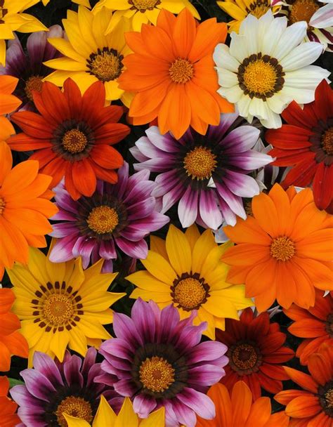 Gazania rigens New Day Mix | Lucas Greenhouses