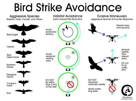 Bird Strike Avoidance | Drone pilot, Bird strike, Aircraft design