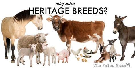 Why Raise Heritage Livestock Breeds? - The Paleo Mama