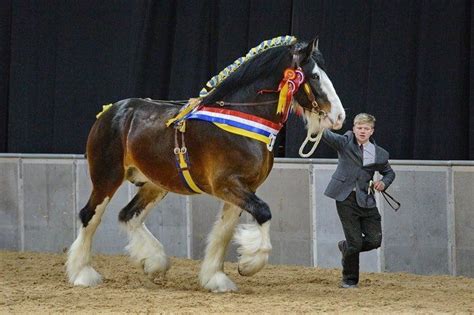 Shire Horse Breed: 10 Important Facts For Choosing The Gentle Giant ...