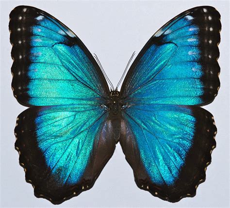 Morpho peleides — Википедия | Blue morpho butterfly, Morpho butterfly ...