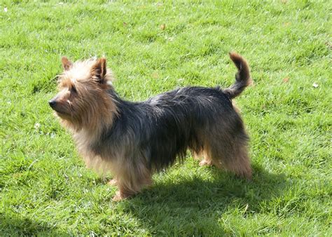 Australian Terrier - Puppies, Rescue, Pictures, Information, Temperament, Characteristics ...