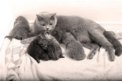 Cat feeding her babies stock image. Image of short, cosy - 76382825