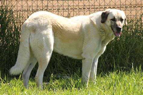 Anatolian Shepherd Dog: The Majestic Guardian of the Plains - All Big ...