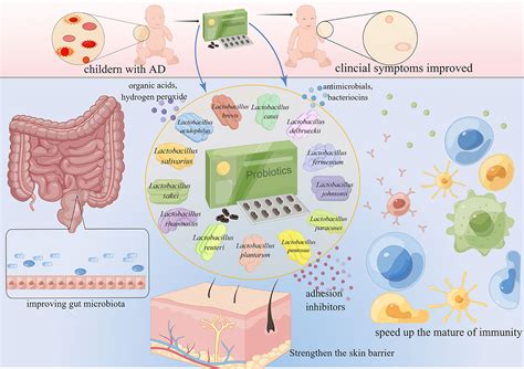 Frontiers | Lactobacillus for the treatment and prevention of atopic dermatitis: Clinical and ...