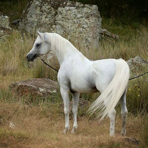 KLASS TS AL MALIK × KARMAA | Horses, Beautiful arabian horses, Horse breeds