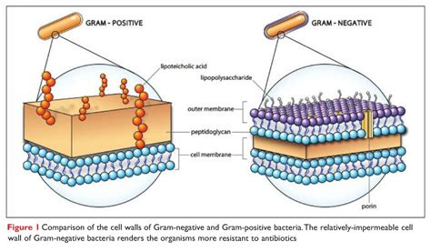 Gram Negative Bacteria Structure