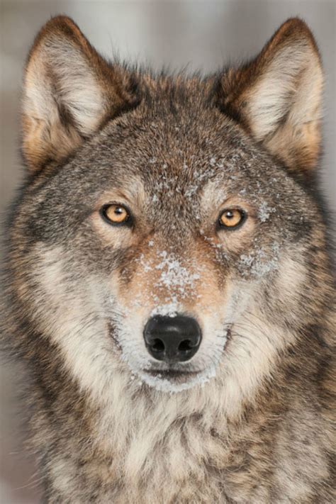 Wolf vs hond-zijn wolven en honden vergelijkbaar en kunnen ze fokken ...