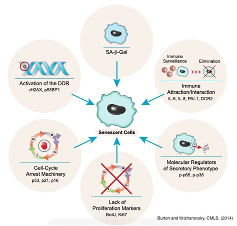 cellular senescence blog: Detecting Senescent Cells: Biomarkers