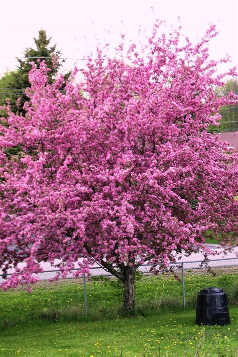 Crabapple tree in full bloom by Shadyman on DeviantArt