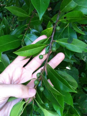 Carolina Laurel Cherry (LA Urban Forest Program) · iNaturalist