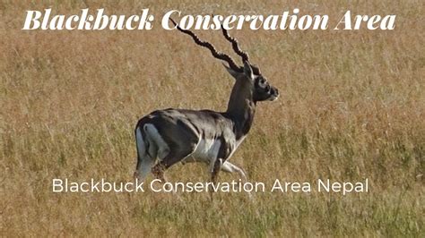 Blackbuck Conservation Area Nepal - YouTube