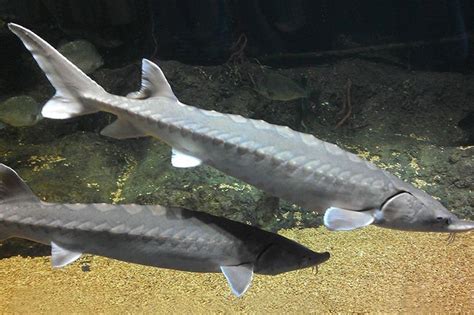 Researchers in awe: Huge, 14-foot Atlantic sturgeon spotted in Hudson ...