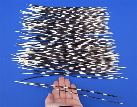 11 to 13 inch African Porcupine Quills