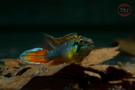 Apistogramma agassizii wild – Zierfische-Berlin