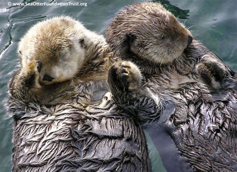 Ensuring the survival and recovery of sea otters (Enhydra lutris) in their habitats by building ...