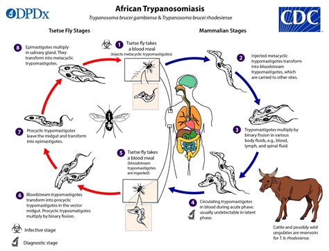 Ciclo De Vida Trypanosoma Cruzi - EDULEARN