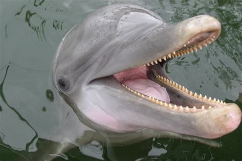 Female dolphins have sex organs so similar to humans they could have ...