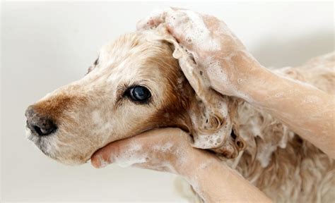 How to Give a Dog an Oatmeal Bath: Soothing Spot’s Skin!