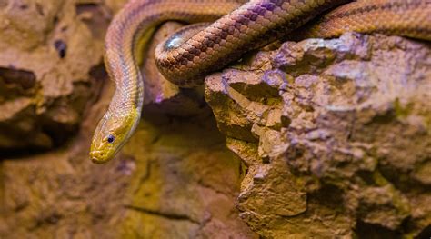 Bleeding controlled with snake venom - Advanced Science News