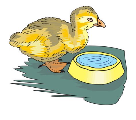 Duckling Baby Bird Bird Drinking Water Clipart - Clip Art Library