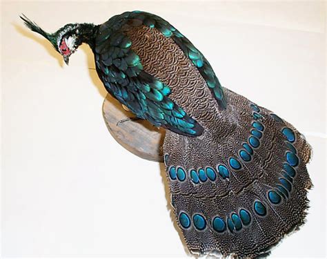 Palawan Peacock Pheasant – FeathersMC