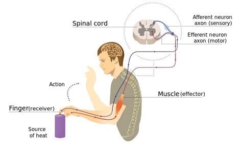 What is the Difference Between Stimulus and Response – Pediaa.Com