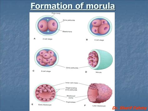 PPT - Formation of morula PowerPoint Presentation, free download - ID ...