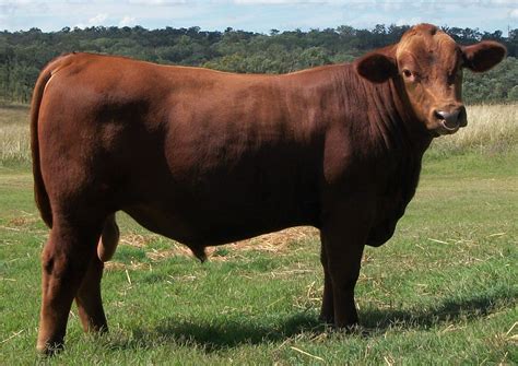 Red Angus | Exciting Calves by Blue Hills Challenge | Calves, Red, Blue