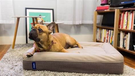 Casper Unveils a Brand New Mattress, For Your Dog | GQ