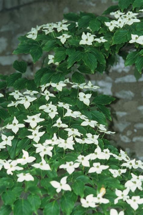 Cornus kousa 'Milky Way' Dogwood from Hardscrabble Farms