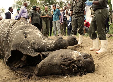 Obama envoy outraged by rhino-kill scene | Lowvelder