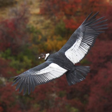 Andean Condors Can Soar 100 Miles Without Flapping | Courthouse News Service