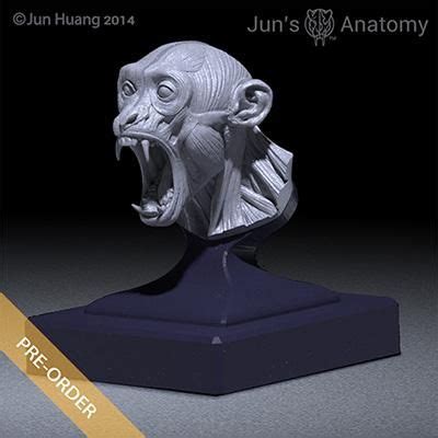 Gibbon Anatomy Model open-mouth "Roar" head | Anatomy models, Anatomy, Gibbon