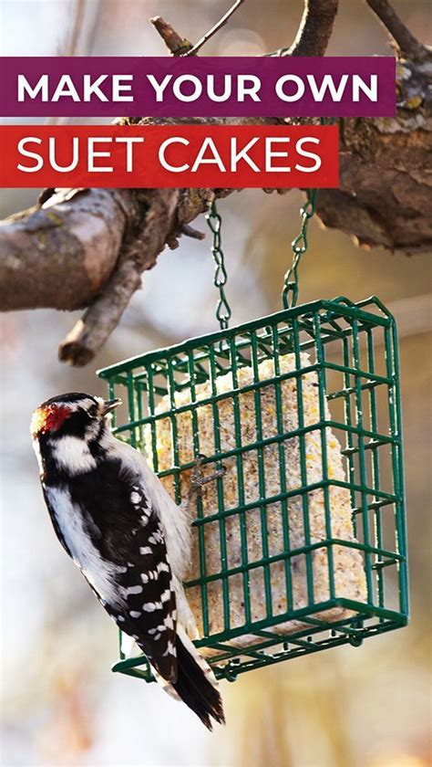 How to Make Your Own Suet Cakes | Suet cakes, Birdhouses bird feeders, Backyard birds