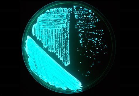 细菌居然能诱导交配？《Cell》刊登美科学家最新发现，或揭秘6亿年生物进化史