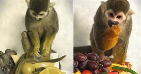 Scientists cure color blindness in monkeys - humans next?