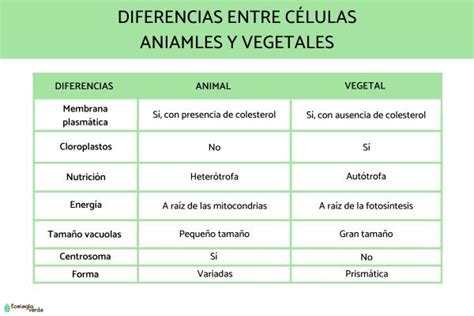 Semejanza y diferencia entre célula animal y vegetal - Esquemas y tabla