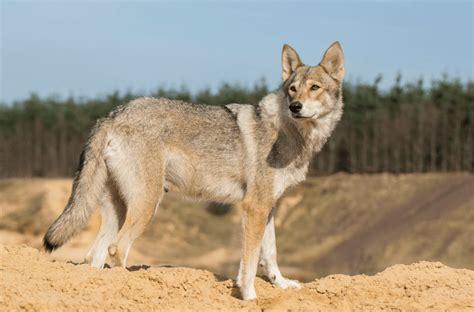 6 Dogs that Look Like Coyotes - Animal Corner