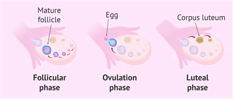 Release of eggs from ovary