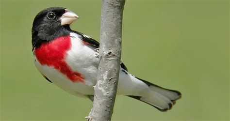 Rose-breasted Grosbeak Identification, All About Birds, Cornell Lab of ...