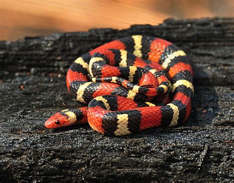 Scarlet Kingsnake Photograph by Eric Abernethy