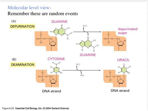 DNA repair NIKAM C.D. ASSISTANT PROFESSOR, DEPARTMENT OF MICROBIOLOGY ...