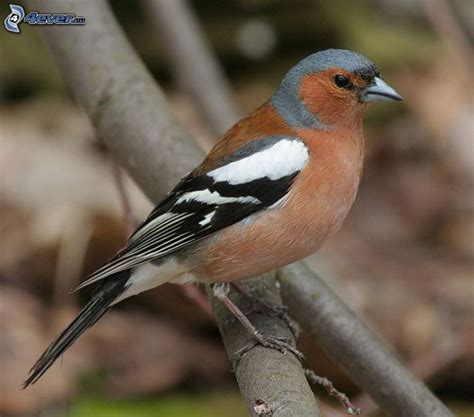 Bird on a branch