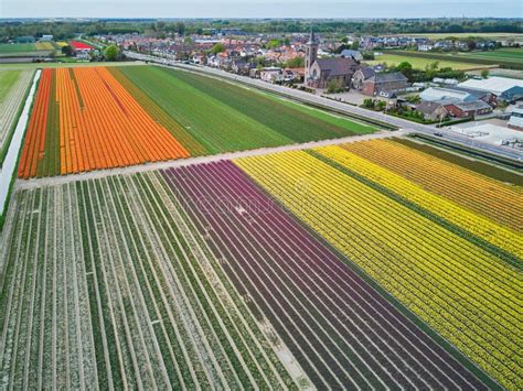 Aerial Drone View of Blooming Tulip Fields in Netherlands Stock Image ...