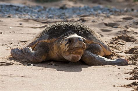 Long-distance sea turtle migration provides unique opportunity to ...