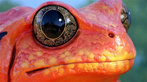 Wallpaper : animals, eyes, nature, red, frog, amphibian, orange, mouth ...