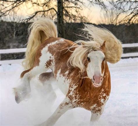 Palomino Pinto Paint Appaloosa Gypsy Vanner Horse Bucking Pasture Stallion Gelding Mare | Paint ...