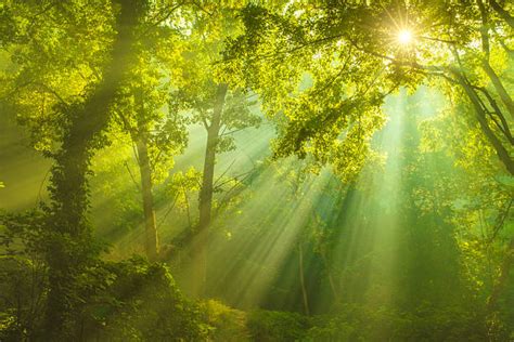 Forest Sunlight Stock Photos, Pictures & Royalty-Free Images - iStock